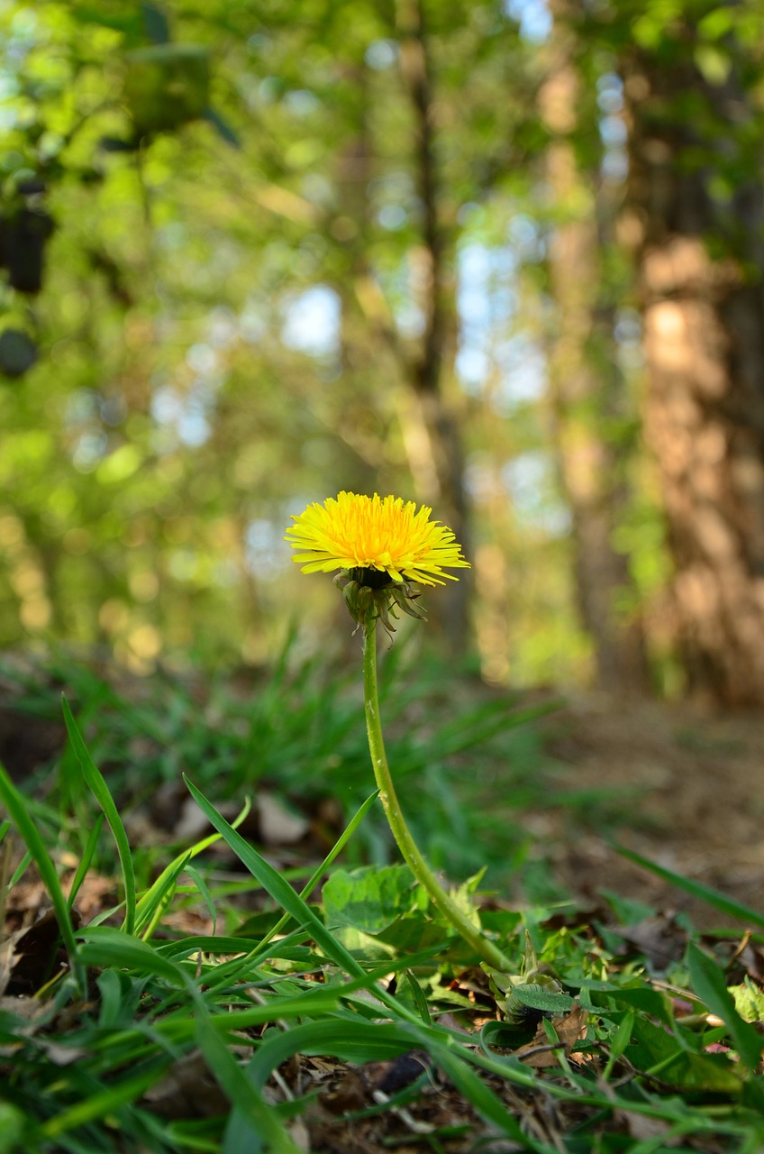flower, dandelion, fores-1365691.jpg